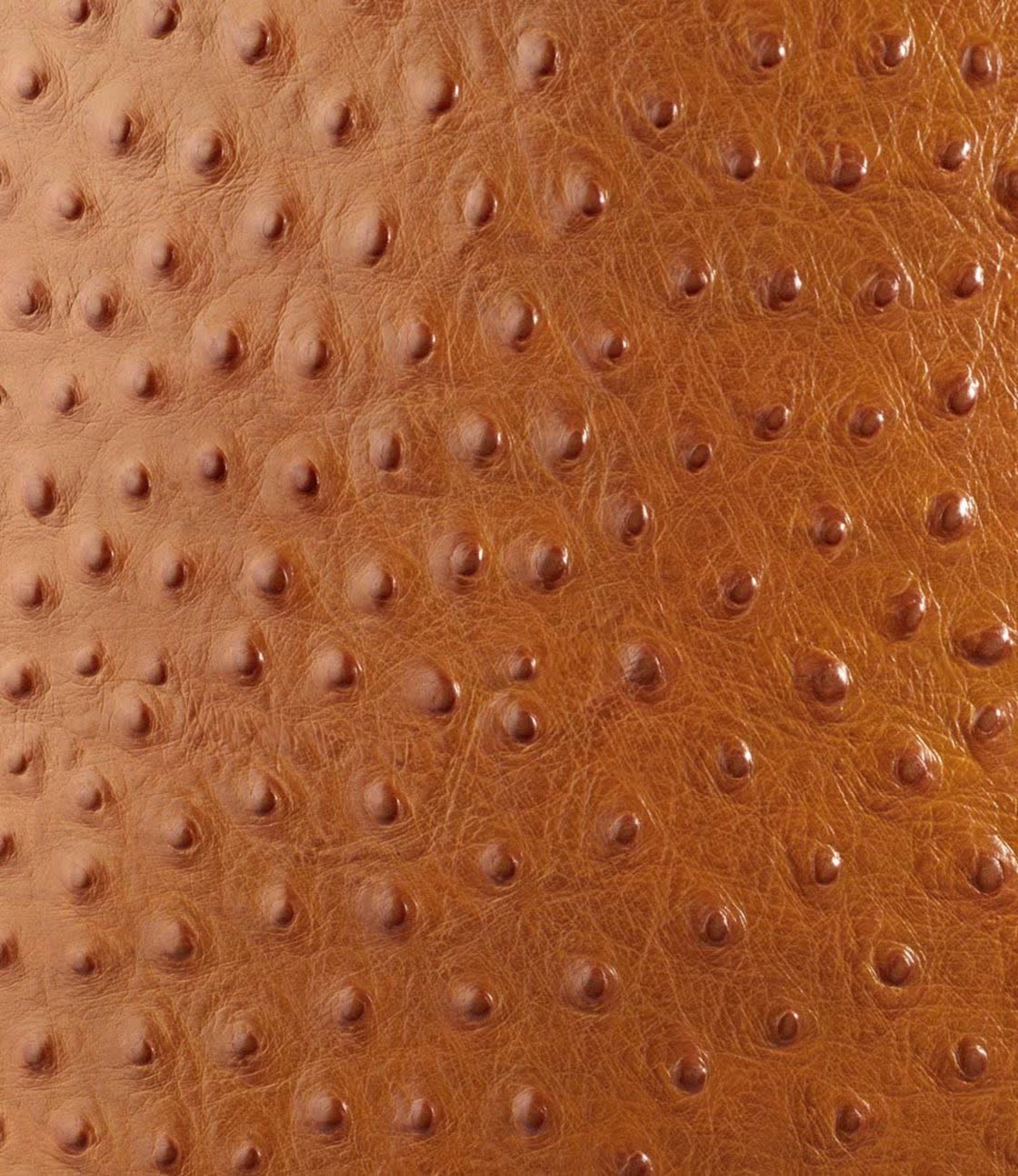 Full quill ostrich leather with distinctive follicle pattern