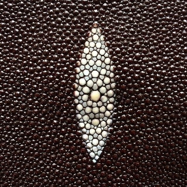 Polished stingray leather with calcium deposit texture